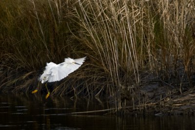 Wildlife Preserve 5