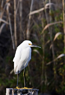 Wildlife Preserve 7