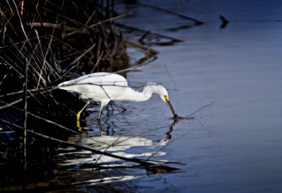 Wildlife Preserve 9