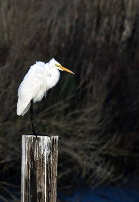 Anahuac Wildlife Preserve, Anahuac, Texas