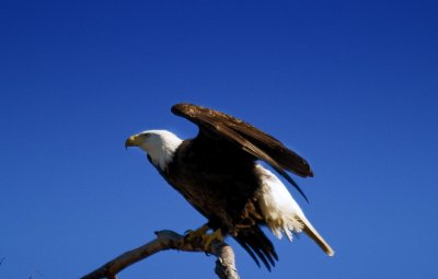 American Bald Eagles Nesting In Baytown, Texas