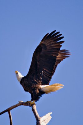 American Bald Eagles Nesting In Baytown, Texas