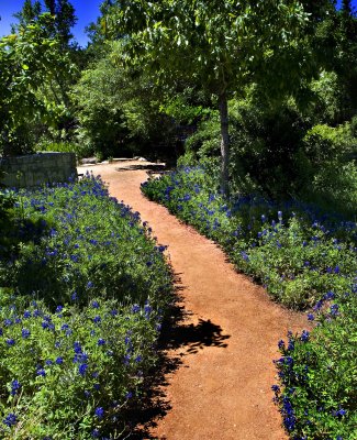 Bluebonnet Path_LC13889_007812 a.jpg