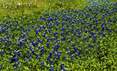 Mixed Colors_LC13859_007782 a.jpg