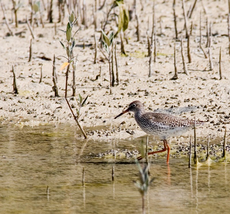 Red Shank