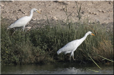 Cattle Egret