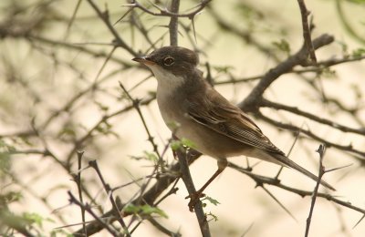 Whitethroat