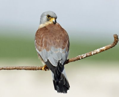 Lesser Kestrel