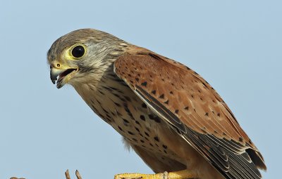 Common Kestrel