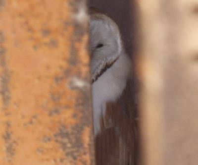 Barn Owk_resize.JPG