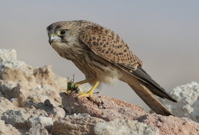 Common Kestrel