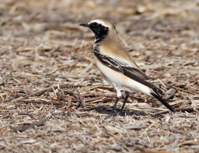 Desert Wheatear