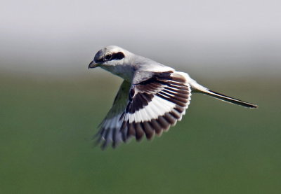Grey Shrike Flight