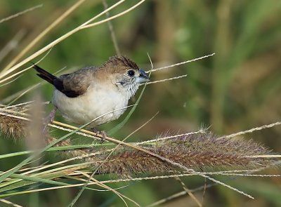 Indian Silverbill 8.jpg