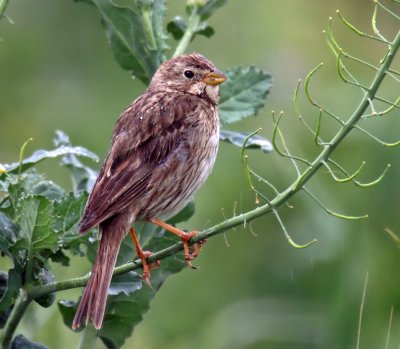 Corn Bunting.jpg