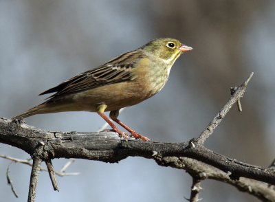 Ortolan Bunting