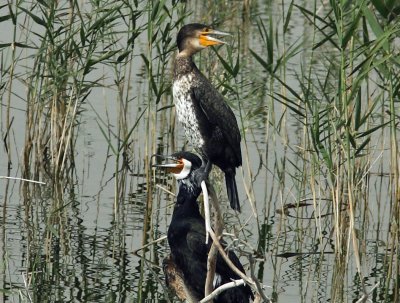 Cormorant juvenile.