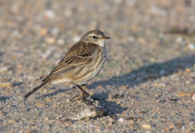 Water pipit