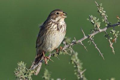 Corn Bunting