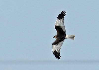 Marsh Harrier m