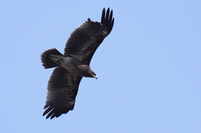 Greater Spotted Eagle