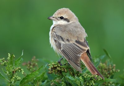 Shrike Isabelline