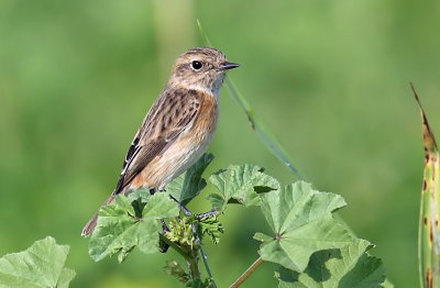 Chat  Whinchat