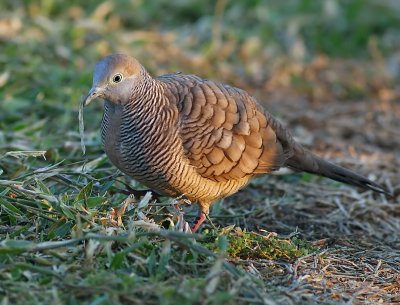 Zebra Dove