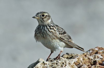 Pipit