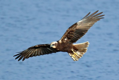 Marsh Harrier f