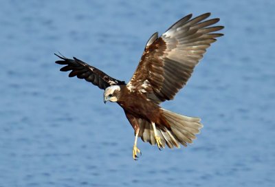 Marsh Harrier f