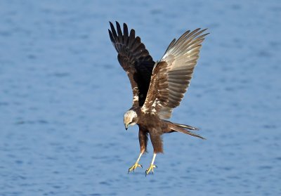 Marsh Harrier f