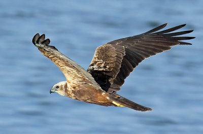 Marsh Harrier f