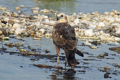 Marsh Harrier
