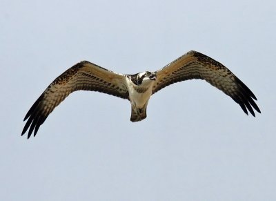 Osprey in flight.jpg