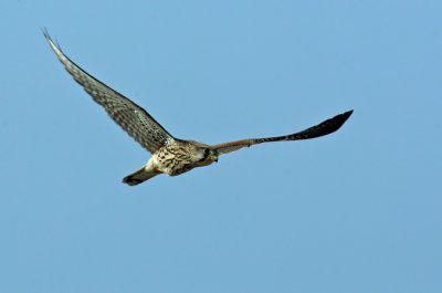 Kestrel