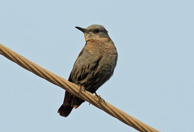 Blue Rock Thrush