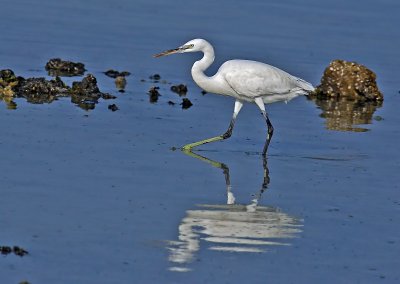 Egret