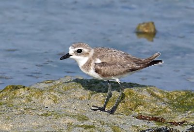 Sand Plover