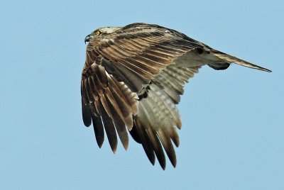 Osprey 1e.jpg