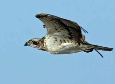 Osprey 2.jpg