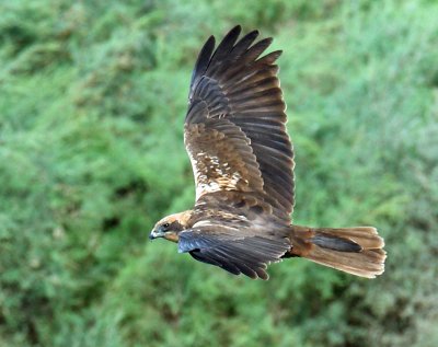 Marsh Harrier