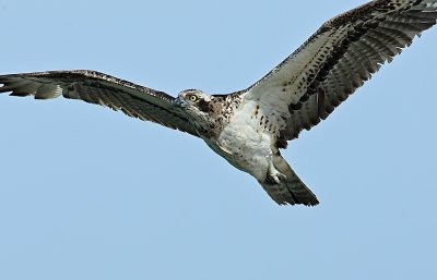 Osprey in Fight.jpg