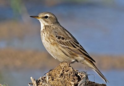 Tawny Pipit