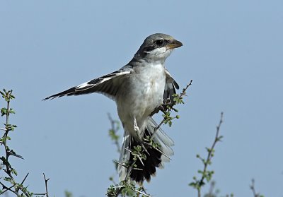 Shrike Southern Grey