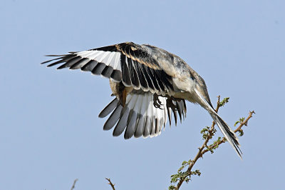 Shrike Southern Grey