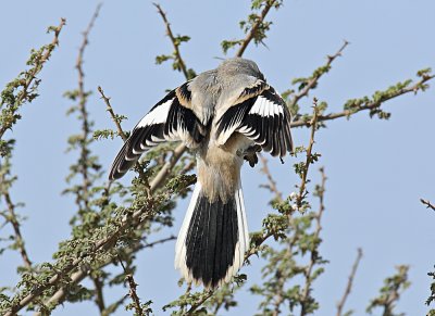 Shrike Southern Grey