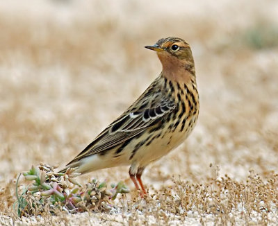 Red-throated Pipit.