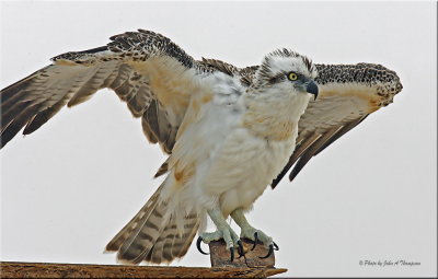 Osprey Jv wingsef_resize.jpg