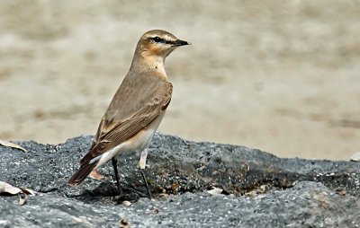 Isabelline Wheatear